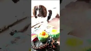 TikTok Trend: Spoiling Our Dogs and Capturing Every Moment with a Dog Subscription Box UK + Ireland