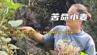 第39集，小麥今天去打野挖到了什麼？還買了魚犒勞阿剛《苦命小麥》