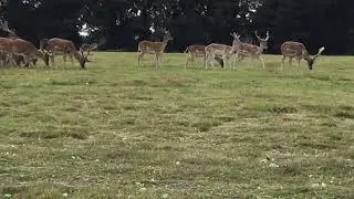 Fallow-deers in Holkham