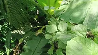 Whispers of the Garden: Rare Flowering Plants You&rsquo;ve Never Seen