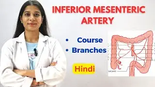 Inferior Mesenteric Artery  (IMA) - Easy Written Notes | Course | Division | Termination #anatomy