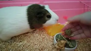 Корм для морских свинок JR Farm 
