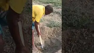 Watermelon cultivation in Bangladesh