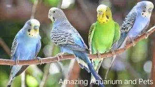 Budgies care and information and Top5 facts about Budgies . In Tamil