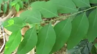 sweet leaf bush