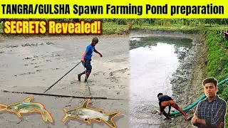 How to Prepare Pond for Golden Tangra and gulsha Fish spawn fry Farming | Step-by-Step guide (2025)