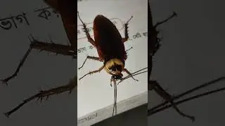 Cockroach #shorts #youtubeshorts #animals #cockroach