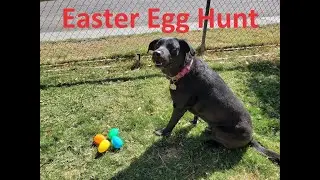 DOG EASTER EGG HUNT | Hunting for Easter Eggs with my dogs 2021