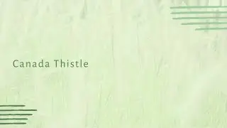 Getting the Most out of Every Acre: Canada Thistle
