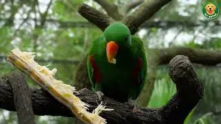 তোতা পাখির যত্ন কিভাবে করবেন | Parrot Care in Bengali | Pet Kotha বাংলা
