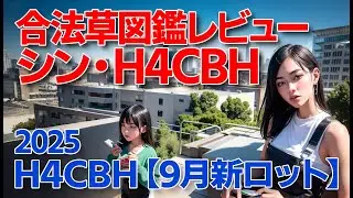 私的、シンH4CBHレビュー🔥🔥フゥーー