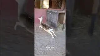 happy deer #cute #animal #foryou #deer #shorts