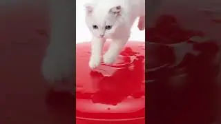Cat Dives into Melting Jelly✨So Satisfying ASMR🐾🐾~ とろけるゼリーに猫がダイブ✨めっちゃ気持ちいいASMR~
