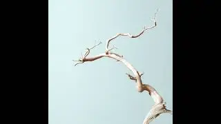 Hornbeam Hysteria with Brandon Roberts and Brock Arvesen