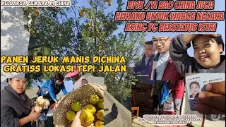 PANEN JERUK TEPI JALAN GRATISS& BAYAR IURAN SETAHUN YIBAO(BJPS CHINA) KCC VD48