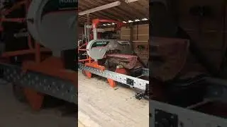 MSD Making Saw Dust On the Norwood hd36 #shorts