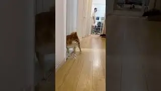 I heard that this can test a dog's responsiveness #cute