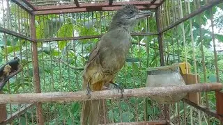 Hoành Hoạch Vàng Kích Bổi Cực Xung | Đam Mê Độc Lạ