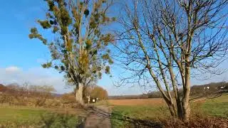 Running along the Neckar river: Part 14 - Bad Wimpfen to Neckarzimmern