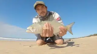 How to catch tailor off the beach