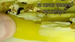 насколько прожорлив жук знахарь? эксперимент от micro ant