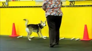 Nose Work Training at Happy Tails  --  Prairie (video #2)