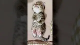 Sleepy kitty #kitten #sleepycat  #cat #funnypetsdaily