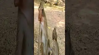 poor baby monkey Timo cry call mother Tima 18