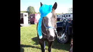 12/31/25 New Years Eve with the Horses! #horses #rescue #celebrate