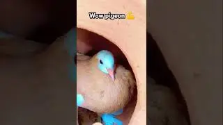 #bird #bird #eggswap