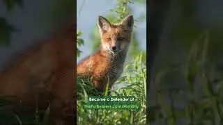 How to help the animals on #WorldWildlifeDay