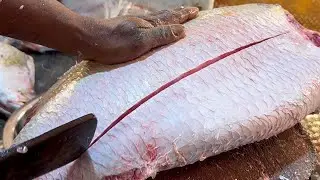 Incredible Giant Bhetki Fish Cutting Skills Live In Fish Market | Fish Cutting Skills