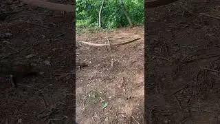 Bow trap