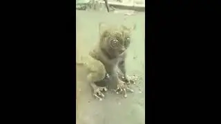 The uniqueness of Belitung Tarsier behavior..