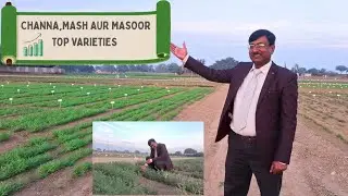 CHANNA,MASH AND MASOOR| TOP VARIETIES| 