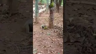 Monkey eating jack fruit