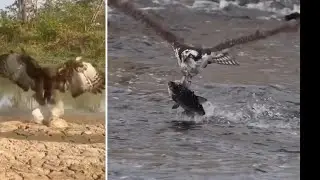 Eagle Snatches Prey in Mid-Air &ndash; Nature&rsquo;s Assassin! animal