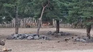 rhino enclosure safari park beekse bergen holland #animals #beautiful #zoo #africa #safari #mammals