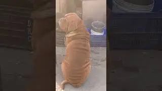 Dog or Garlic Bread #viral #youtubeshorts #trending #beautiful #animal #funny