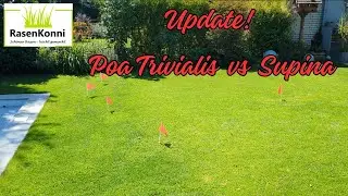 Update! Poa Trivialis vs Poa Supina