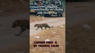 Leopard cubs develop crucial hunting, climbing, and survival skills through vigorous play #leopard