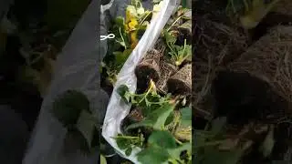 How people are working on Strawberry Farm - Strawberry Farm UK - EU seasonal workers in the U.K