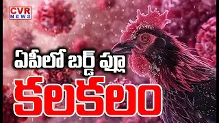 ఏపీలో బర్డ్ ఫ్లూ కలకలం | Bird Flu Scare In Andhra Pradesh | CVR News