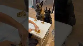 Whiskeys Sweet Potato Waffles #dogtreats #belgianmalinois #smartdog