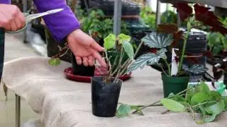 花郷園育て方シリーズ第5回ベゴニアの 冬の管理－剪定－