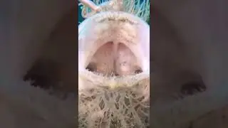 The Mysterious Sea Creature: The Hairy Frogfish | Fish Videos