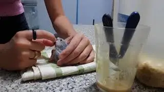 Como fazer papa para filhotes e como alimentar