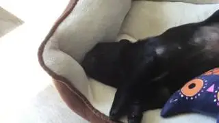 Danny the Pug Doggy Dreaming