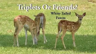Triplets Or Friends? | White-Tailed Deer Fawns