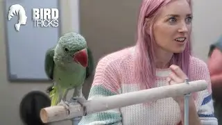 Why Is This Alexandrine Parrot SO CLUMSY? | Rasta The Second!